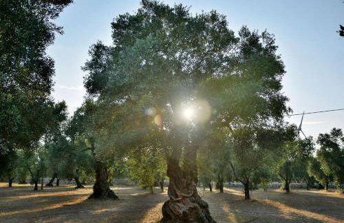 Agriturismo Molle - Foto 15