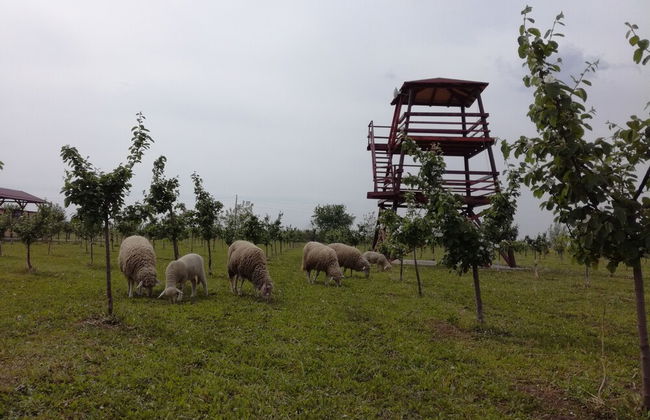 Salas Farma 47 - Photo 35