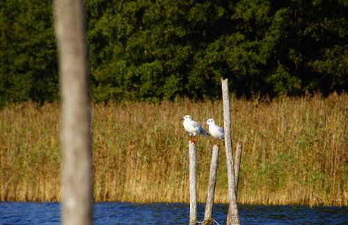Rybaczówka Łuknajno - Foto 49