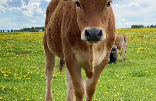 Holzhaus Onkel Fritz mit Sauna und Whirlwanne - Foto 13