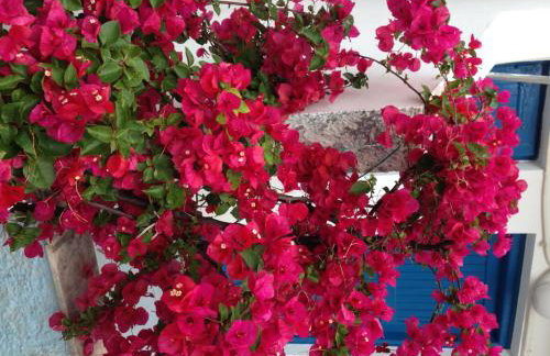 George Paradise - Foto 14