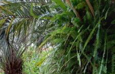 Loft na Rondinha - Foto 12