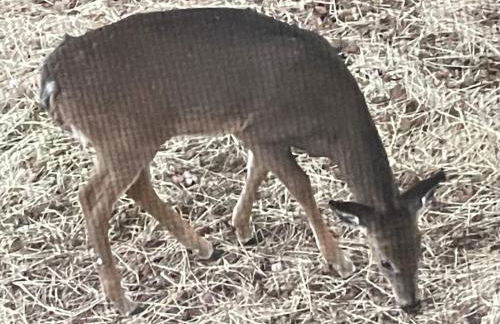 Pleasant Brook Cottage - Foto 14