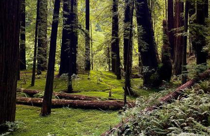 Avenue of the Giants Caraway Cottage (#3) - Foto 20