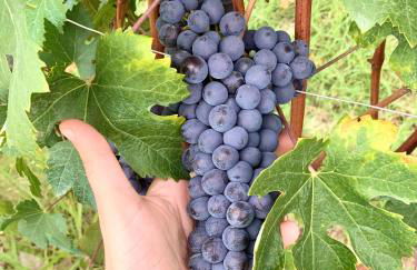 Agricola Domus - Photo 17