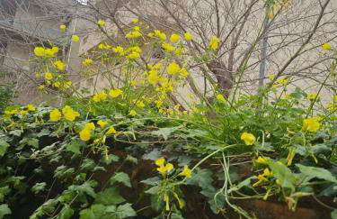 Tra Mare e Terra Reggio Calabria - Foto 11