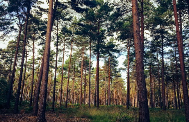 1 Bed Serviced Apartment Bracknell Station 5 Mins - Foto 11