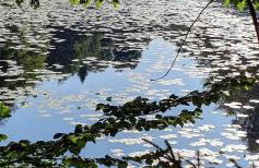 Ferienhaus Korn mitten im schönen Pfälzer Wald, Privat Haus - Foto 9