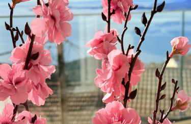 Casa Moureto - One bedroom Sea View Villa with Jacuzzi - Photo 15