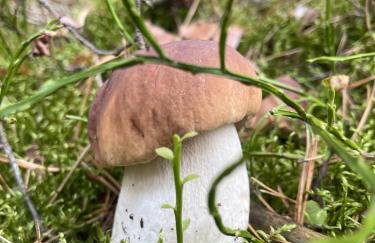 Domek pod lasem w miejscowości Rozogi- Mazury - Foto 14