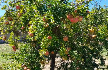 A Casa Mia - Foto 39