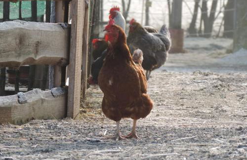 Schwarzfelder Hof - Foto 10