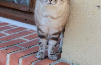 Gîtes à l'ombre des chênes - Foto 8