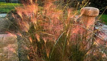 Eri tra gli Ulivi - Foto 4, Garden view