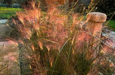 Eri tra gli Ulivi - Photo 4