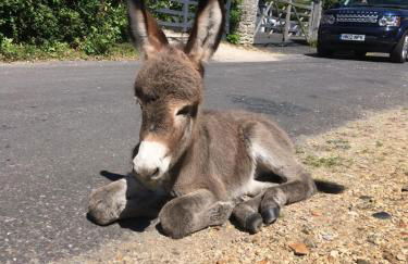 Stunning Rustic Home, New Forest National Park - Photo 47