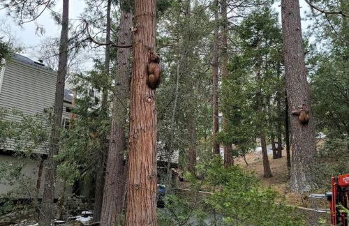 CASA de los ARBOLES! Delight & Solitude Abound! - Foto 40