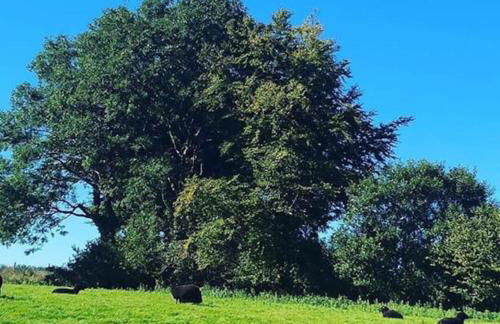 Bramble Cottage on the edge of Exmoor - Foto 1