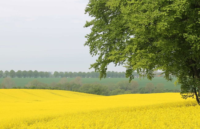 Bauernhaus Bungalow in Neubukow Schoner Garten - Foto 19