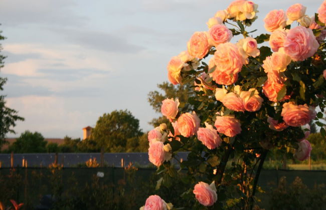 Agriturismo Argaland - Foto 67