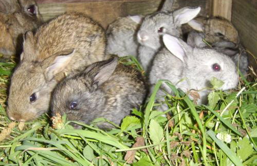 Agroturystyka Millerówka - Photo 12