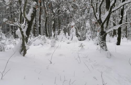 Landhaus Dahlem - Foto 18