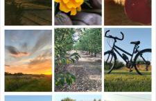 Agroturystyka Zdrowo przez sad - Foto 3