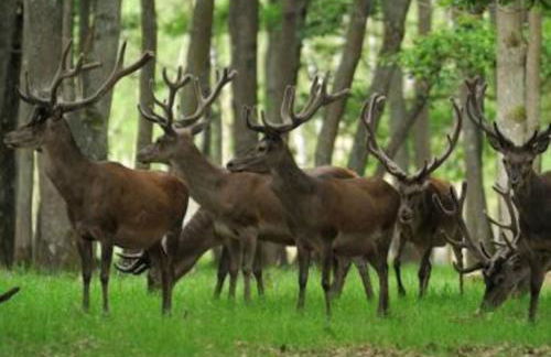 Gîte de l'Alisier - Rambouillet - - Foto 28
