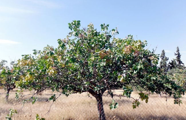 Outstanding Panoramic View, 10΄ Beach, 20΄ Airport - Foto 34