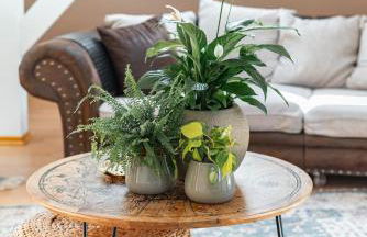 La Casa Bonita - Foto 1