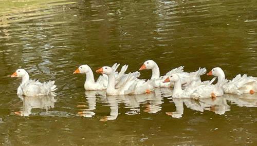 Ol’ Mel’s Farm - Photo 2