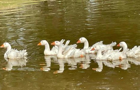 Ol’ Mel’s Farm - Foto 2