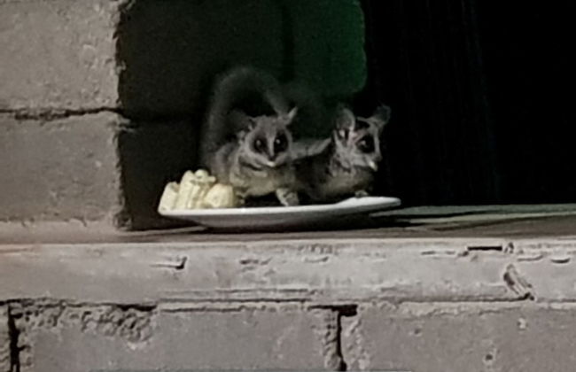 Klein Huisie Little House Self Catering Africa Bush Vacation In Marloth Park - Foto 19