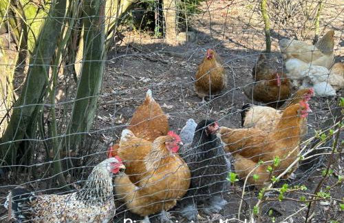 Paul&Peggy - Foto 19