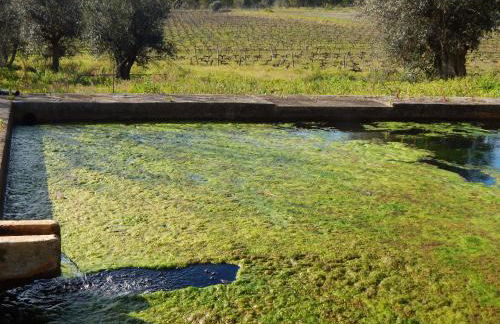 Quinta das Ratoeiras - Foto 22