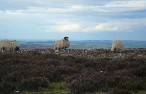 Black Dog House - Foto 38