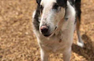 Pacific Coast Hwy Bunkhouse in San Luis Obispo - Foto 8