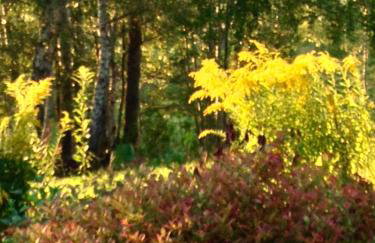 Butterfly Factory - Foto 49