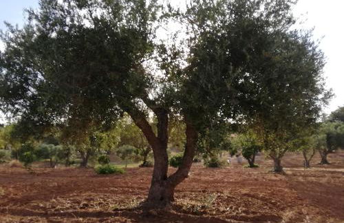 Burrico D`Orada - Rural Stays & Wine Country Tours - Foto 71