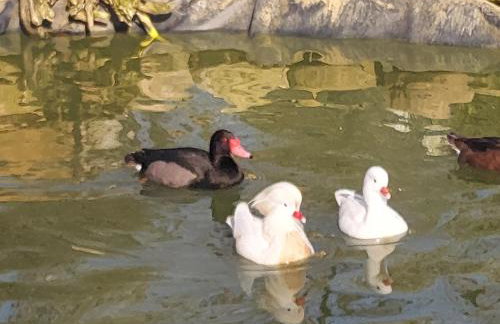 L'Aquila e L'Ulivo - Foto 33