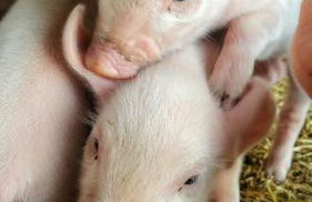 Agriturismo Chiai Francesco - Foto 76