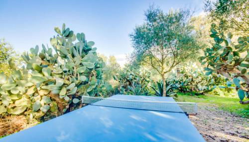 Higo Chumbo - Foto 5