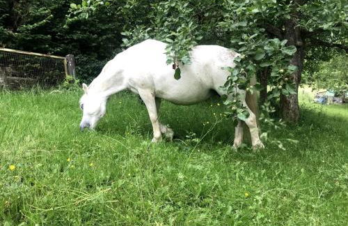 Studio Luise - Foto 25