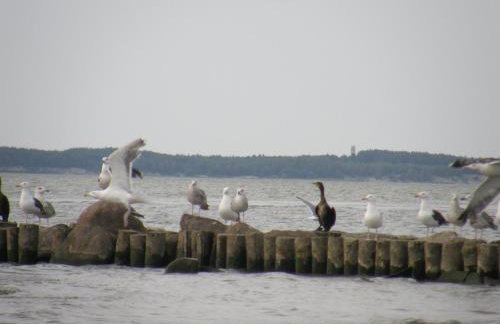 Apartamenty i Domki Osińscy - Foto 67