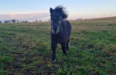 Naturcamp am See - Foto 17
