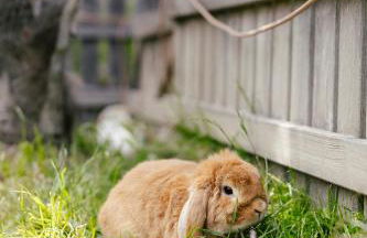 Hofer am Bach - Foto 12