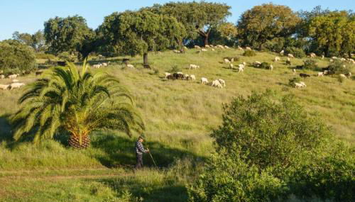 Monte das Sesmarias - Foto 5