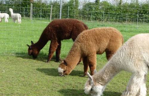 Alpaka-Lodge - Photo 36