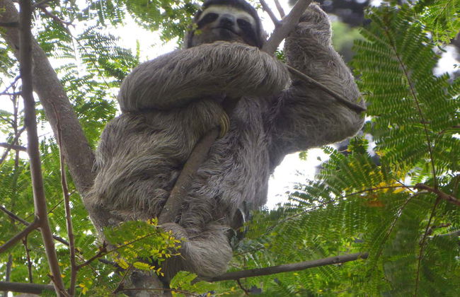 Avistamento de aves e bichos-preguiça em San José - Foto 4