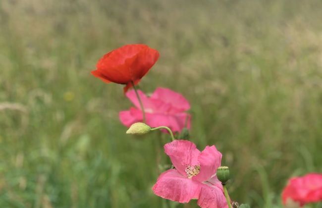 Hillcrest Hut - Foto 12